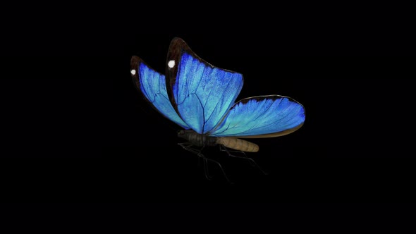 Blue Butterfly 