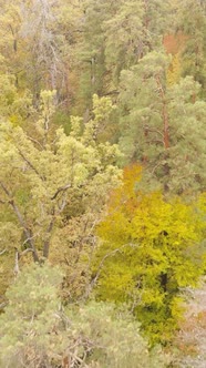 Vertical Video Autumn Forest By Day