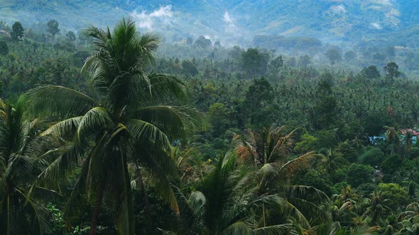 Tropic Rainforest Jungle with Clouds Move in Time Lapse