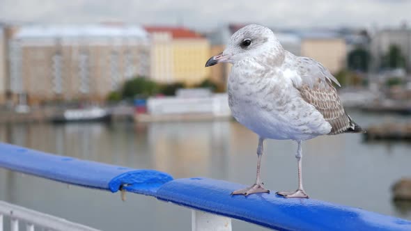 Seagull Sitting on Ship Railing