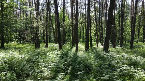 Beautiful Green Forest on a Summer Day Slow Motion