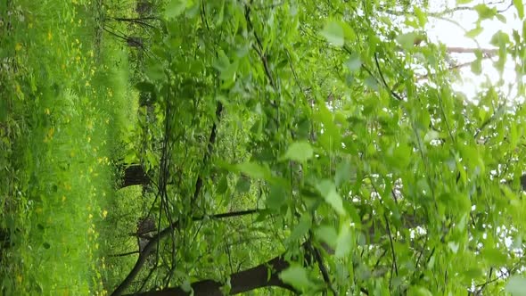 Vertical Video of a Beautiful Green Pine Forest on a Summer Day Slow Motion