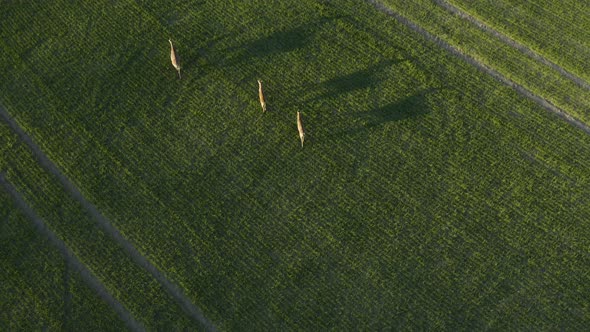 Aerial tilt up, drone shot overlooking a herd of deer, walking on a green field, on the countryside