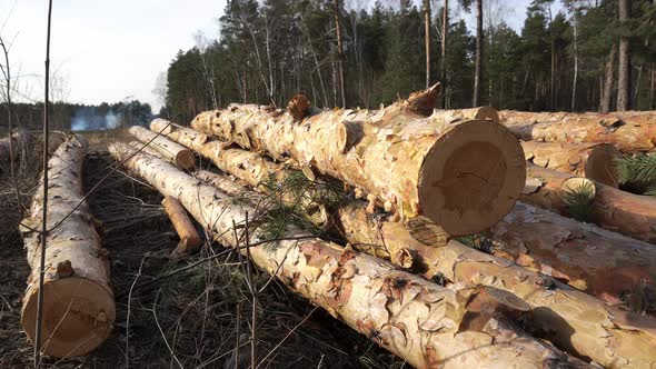 Pile of Cut Tree Trunks Lying in the Forest at Summer Windy Day Filmed in Closeup