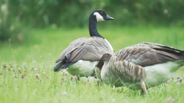 Canadian Geese grazing grass in field