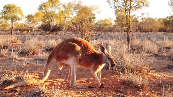 Red Kangaroo at Sunset