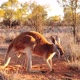 Red Kangaroo at Sunset - VideoHive Item for Sale