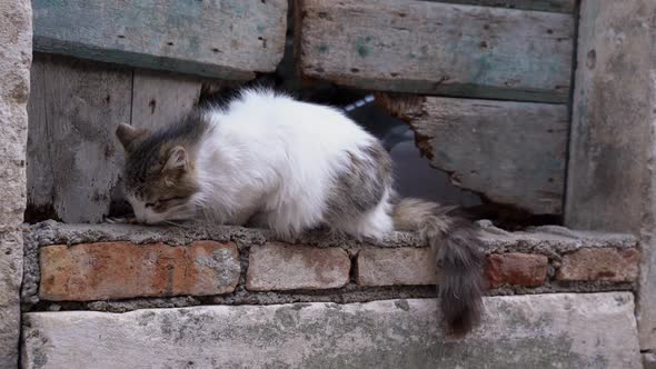 Hungry Fluffy Homeless Cat is Eating Dry Pet Food and Warily Looking Around at Construction Site