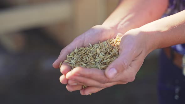 Girl With Grains In Her Palm For Her Horse During Daytime Feeding Horses Concept