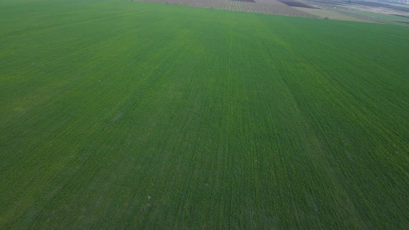 The Drone Moves Very Low Over the Sprouts of Wheat on the Field