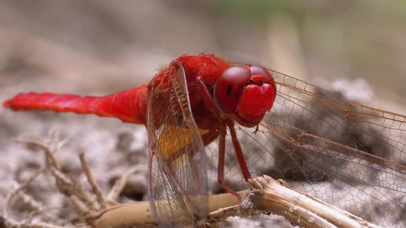 Red Dragonfly Close-up. Dragonfly Sitting on the Sand at a Branch of the River