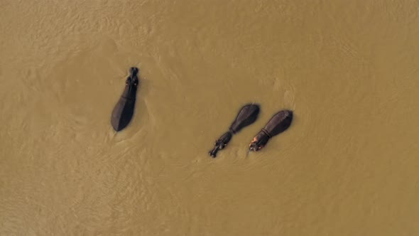 Aerial View of Hippos swimming in the river, Balule Reserve, South Africa.