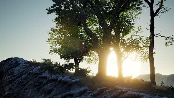 Trees on Rocks in Mountains at Sunset alt
