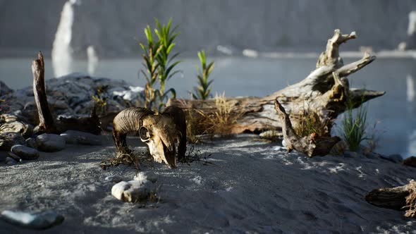 Skull of a Dead Ram in the Desert alt