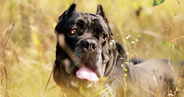 Black Cane Corso Dog