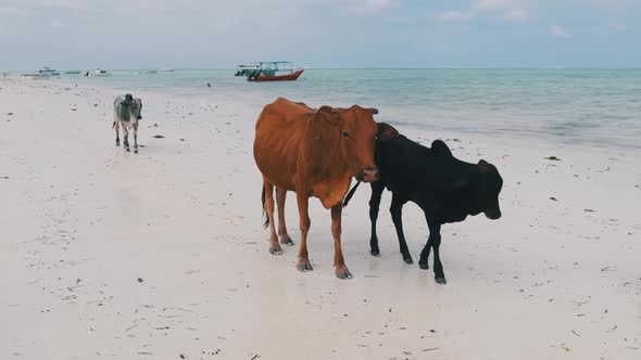 Herd of African Humpback Cows Walks on Sandy Tropical Beach By Ocean Zanzibar