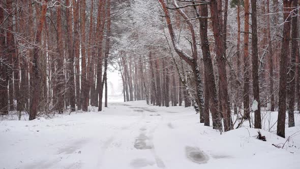 Snowfall in Winter Pine Forest