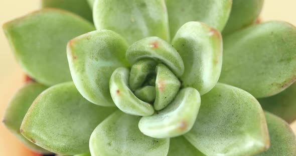 Green Succulents plant