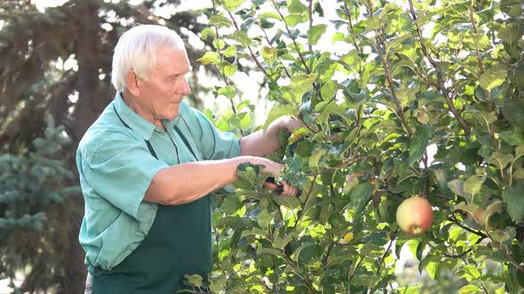 Senior Gardener and Apple Tree.