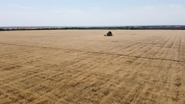 Wheat field