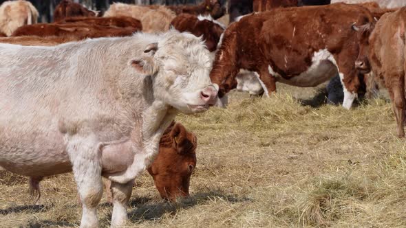 Charolais and Chandler Herefords Cow Eating at Autumn Field