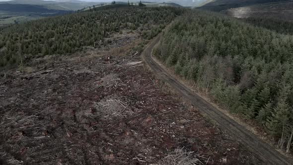 Following an access road, Debris piles litter a recently clear cut forest management area, aerial