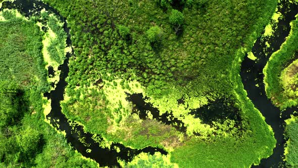 River and blooming algae. Aerial view of wildlife in Poland