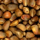 Nuts of a Siberian Pine - VideoHive Item for Sale