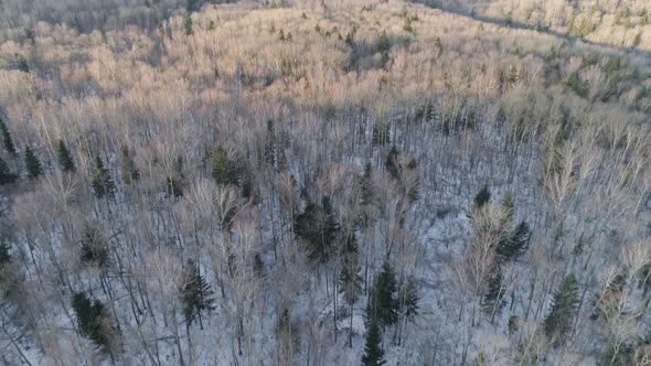 Winter Landscape with Forest