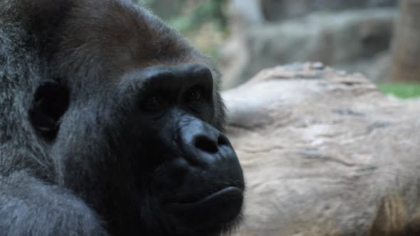 Close-up shot of Western lowland gorilla looking at the camera