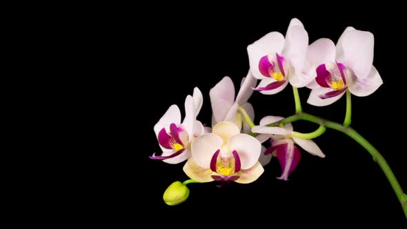 Blooming White Orchid Phalaenopsis Flower