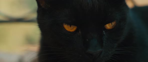 Black yellow-eyed cat looking away, close up slow motion