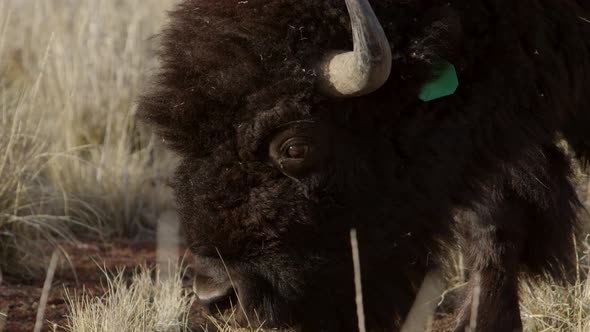 bison takes a bite of grass and looks directly into lens