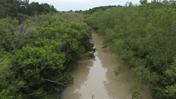 Aerial fly over mangrove tree forest grow at river