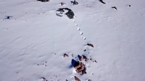 Rabbit Tracks in the Snow High in the Mountains