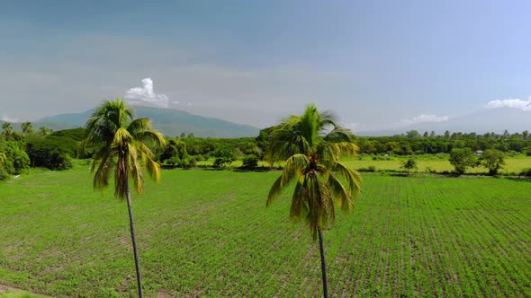 Slow aerial rotating shot of two palm trees in the middle of a farm in Colima, Mexico at midday.