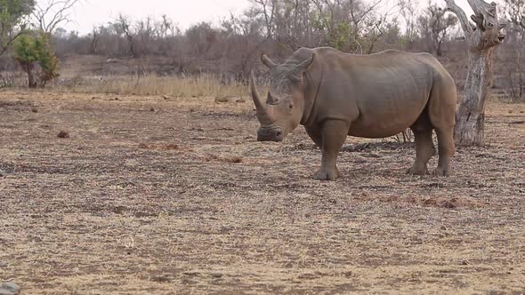 a large white square-lipped rhino, Ceratotherium simum grazes slowly  in the early evening at the gr