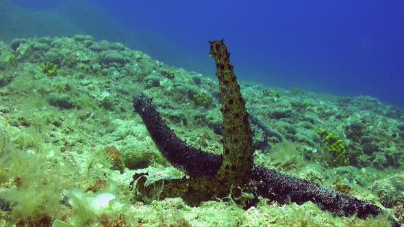 Close up shot of  two sea cucumbers ( Holothuria tubulosa) mating and spawning