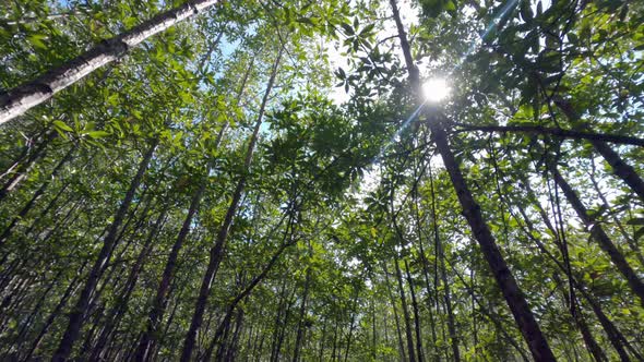 Mangrove Forest trees - low angle view towards the sky with a sunrays shining through the branches.