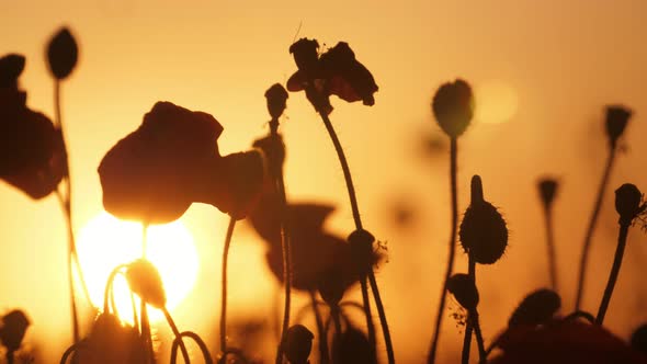 Dark Red Poppies Fluttering in a Fabulous Field in Ukraine at Golden Sunset 