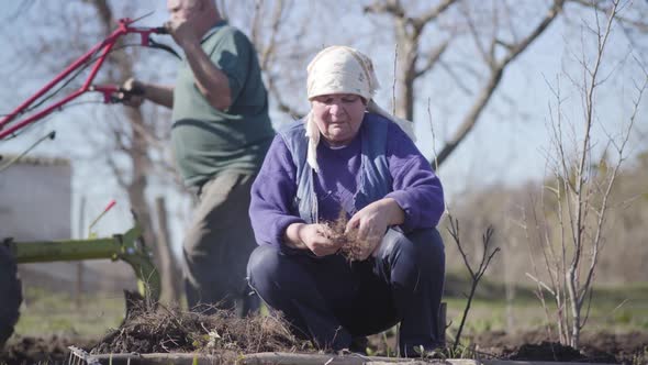 Portrait of Old Caucasian Woman Cutting Off Vegetable Roots Outdoors. Man Furrowing Fertile Soil at