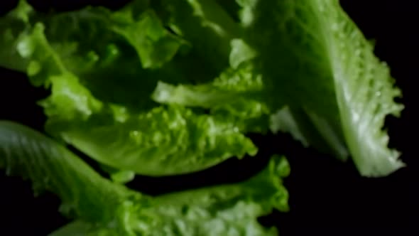 Salad Leaves on Dark Background