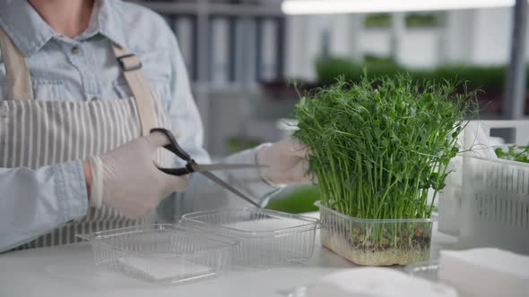 Micro Green Sale Young Woman Cuts Off Young Micra Green Sprouts with Scissors and Puts Them in a