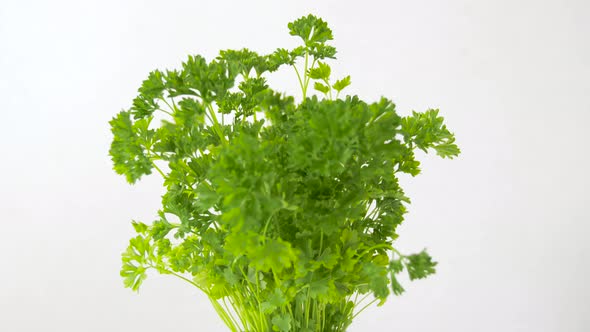 Green Parsley Herb in Pot on Table 