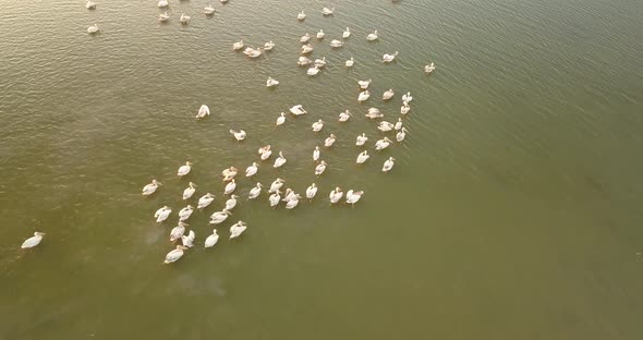 Breeding Grounds of Pelicans in Tuzly Estuary National Nature Park Near By Black Sea Coast, Ukraine