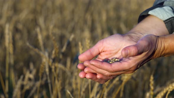 Hands of a Peasant Woman Pouring Wheat Grains From Hand To Hand on the Wheat Field