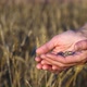 Hands of a Peasant Woman Pouring Wheat Grains From Hand To Hand on the Wheat Field - VideoHive Item for Sale