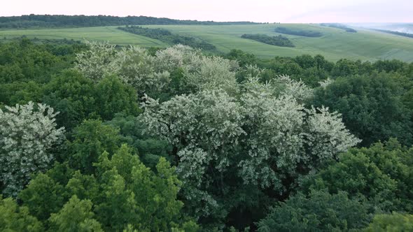 Aerial View of Dark Lush Forest with Blooming Green Trees Canopies in Spring