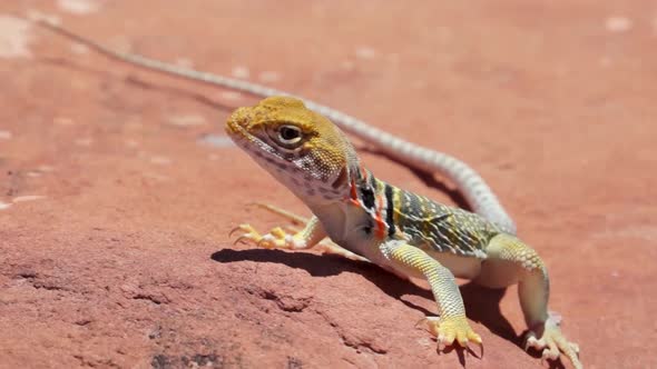 Long closeup shot of a collared lizard poised on sandstone in the deserts of Colorado.