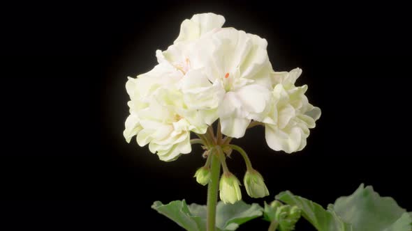 Time Lapse of Opening White Geranium ( Pelargonium ) Flower